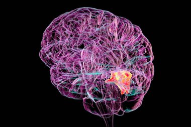 Cuneus gyrus insan beyninde vurgulanmış, görsel işlemden, uzamsal yönelimden ve görsel bozukluklardan ve bilişsel bozukluklardan sorumlu, 3 boyutlu resimleme.