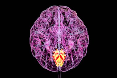 Cuneus gyrus insan beyninde vurgulanmış, görsel işlemden, uzamsal yönelimden ve görsel bozukluklardan ve bilişsel bozukluklardan sorumlu, 3 boyutlu resimleme. Üst görünüm.