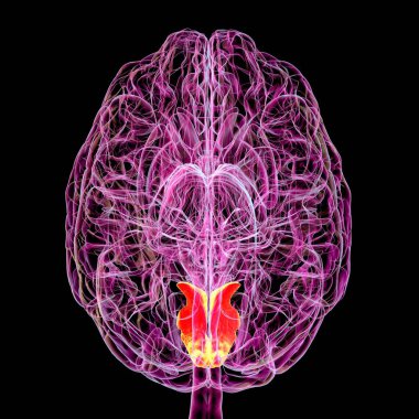 Cuneus gyrus insan beyninde vurgulanmış, görsel işlemden, uzamsal yönelimden ve görsel bozukluklardan ve bilişsel bozukluklardan sorumlu, 3 boyutlu resimleme. Alt görünüm.