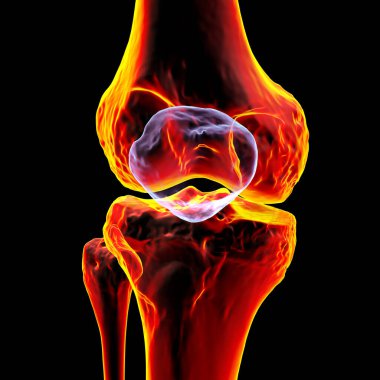 İnsan diz kapağı anatomisi (diz kapağı), 3 boyutlu illüstrasyon.