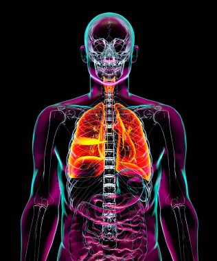 İnsan solunum sistemi anatomisi, canlı x-ray stilinde 3 boyutlu illüstrasyon, parıldayan şeffaflıkla iç organları gösteriyor..