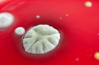 Bakteriyel ve küf mantarı kolonileri kan koyunları üzerinde kapalı havadan yetişiyor, mikrobik çeşitlilik ve hava kirliliği gösteren fotoğraflar sergiliyor..