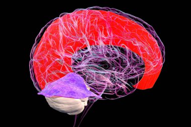 Vurgulanmış falx serebri (portakal) ve tentoryum serebenti (mor) olan insan beyni, beynin koruyucu zarlarını gösteren 3 boyutlu resimleme.