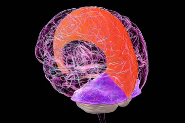 Vurgulanmış falx serebri (portakal) ve tentoryum serebenti (mor) olan insan beyni, beynin koruyucu zarlarını gösteren 3 boyutlu resimleme.