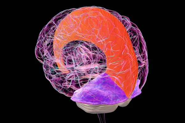 Vurgulanmış falx serebri (portakal) ve tentoryum serebenti (mor) olan insan beyni, beynin koruyucu zarlarını gösteren 3 boyutlu resimleme.