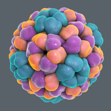 Brome mozaik virüsü gri arka planda, üç boyutlu resimde izole edilmiş. Protein Veri Bankası PDB 3J7L tarafından desteklenen viral makromoleküler yapının verileri kullanılarak bir model inşa edilir.