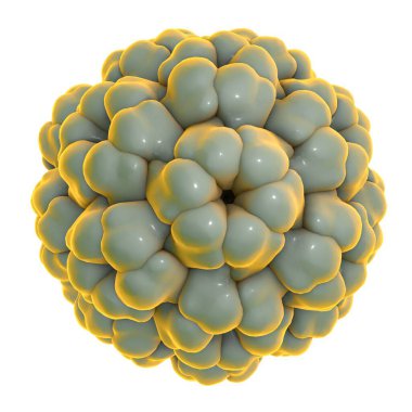 Brome mozaik virüsü beyaz arka planda izole edilmiş, 3 boyutlu illüstrasyon. Protein Veri Bankası PDB 3J7L tarafından desteklenen viral makromoleküler yapının verileri kullanılarak bir model inşa edilir.