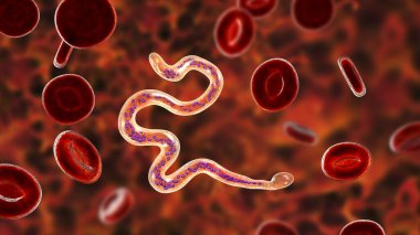 Kandaki Brugia malayısı, yuvarlak solucan nematodu, lenfatik filariazisin nedensel etkenlerinden biri, 3 boyutlu illüstrasyon, solucanın etrafında kılıf ve kuyruk ucunda iki adet kıta dışı çekirdek olduğunu gösteriyor.