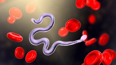 Kanda Brugia malayısı, yuvarlak solucan nematodu, lenfatik filariazisin nedensel etkenlerinden biri, 3 boyutlu illüstrasyon