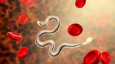 Kanda Brugia malayısı, yuvarlak solucan nematodu, lenfatik filariazisin nedensel etkenlerinden biri, 3 boyutlu illüstrasyon