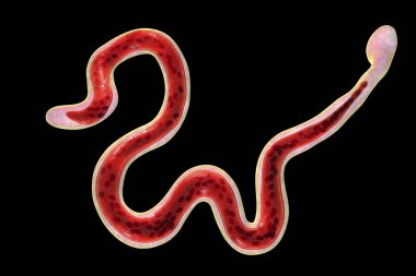 Brugia malayi, bir yuvarlak solucan nematodu, lenfatik filariazisin nedensel etkenlerinden biri, 3 boyutlu illüstrasyon solucanın etrafında kılıf ve kuyruk ucunda kıta üstü olmayan iki çekirdek olduğunu gösteriyor.