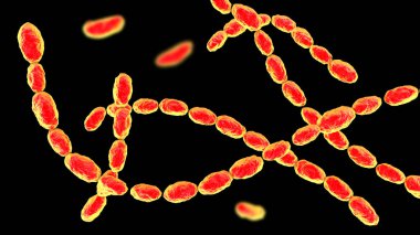 Haemophilus Ducreyi bakterisi, gram-negatif coccobacilli 'nin 3 boyutlu çizimi. Chancroid 'e neden olur, cinsel yolla bulaşan, acı veren ülser ve lenf kanseri olan bir hastalık..