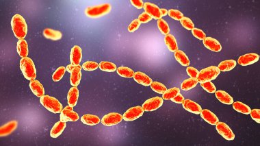 Haemophilus Ducreyi bakterisi, gram-negatif coccobacilli 'nin 3 boyutlu çizimi. Chancroid 'e neden olur, cinsel yolla bulaşan, acı veren ülser ve lenf kanseri olan bir hastalık..