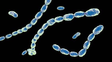 Haemophilus Ducreyi bakterisi, gram-negatif coccobacilli 'nin 3 boyutlu çizimi. Chancroid 'e neden olur, cinsel yolla bulaşan, acı veren ülser ve lenf kanseri olan bir hastalık..