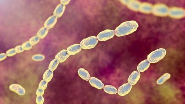Haemophilus Ducreyi bakterisi, gram-negatif coccobacilli 'nin 3 boyutlu çizimi. Chancroid 'e neden olur, cinsel yolla bulaşan, acı veren ülser ve lenf kanseri olan bir hastalık..