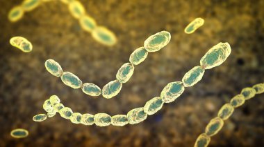 Haemophilus Ducreyi bakterisi, gram-negatif coccobacilli 'nin 3 boyutlu çizimi. Chancroid 'e neden olur, cinsel yolla bulaşan, acı veren ülser ve lenf kanseri olan bir hastalık..
