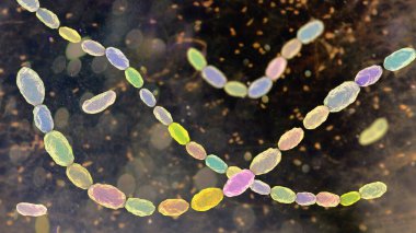 Haemophilus Ducreyi bakterisi, gram-negatif coccobacilli 'nin 3 boyutlu çizimi. Chancroid 'e neden olur, cinsel yolla bulaşan, acı veren ülser ve lenf kanseri olan bir hastalık..