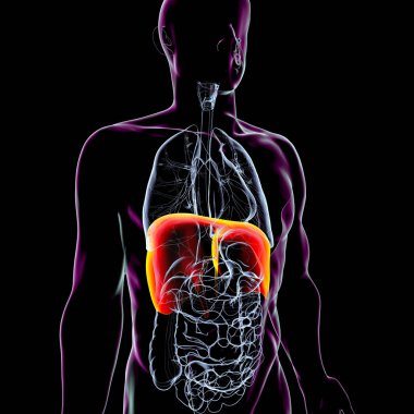 Altı çizili diyaframı olan insan vücudu anatomisi, 3 boyutlu illüstrasyon. Diyafram birincil solunum kasıdır. Solunum ve akciğer genişlemesi için gereklidir..