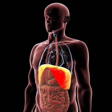 Altı çizili diyaframı olan insan vücudu anatomisi, 3 boyutlu illüstrasyon. Diyafram birincil solunum kasıdır. Solunum ve akciğer genişlemesi için gereklidir..