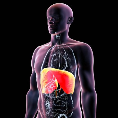 Altı çizili diyaframı olan insan vücudu anatomisi, 3 boyutlu illüstrasyon. Diyafram birincil solunum kasıdır. Solunum ve akciğer genişlemesi için gereklidir..
