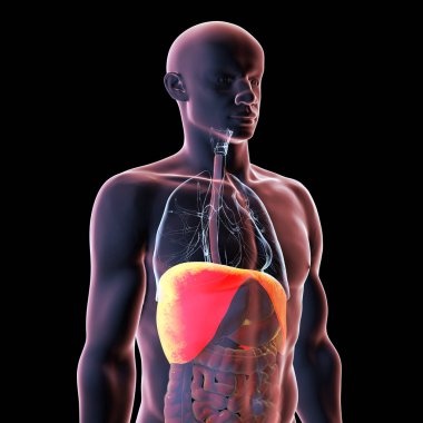 Altı çizili diyaframı olan insan vücudu anatomisi, 3 boyutlu illüstrasyon. Diyafram birincil solunum kasıdır. Solunum ve akciğer genişlemesi için gereklidir..