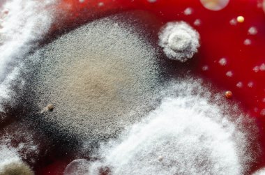 Küf mantarı kolonileri kapalı alandaki havadan kan koyunlarında yetişir. Cladosporium (büyük karanlık koloni) ve Mucor (büyük beyaz koloni) mantarları. Fotoğraflarda mikrobik çeşitlilik ve hava kirliliği gösteriliyor.