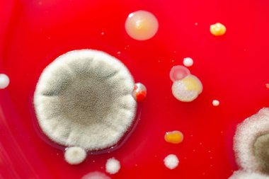 Küf mantarı kolonileri, kapalı alandaki havadan yetiştirilmiş kan koyunları üzerinde büyümüş, mikrobik çeşitlilik ve hava kirliliği gösteren fotoğraflar sergiliyor..