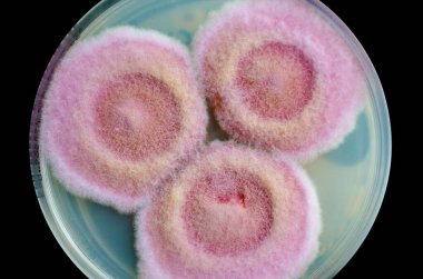 Fusarium mantar kolonileri patates dekstroz agar üzerinde, fotoğraf pamuk dokusunu ve pigmentasyonu gösteriyor. Keratite, onychomycosis, fusariosis neden olur.