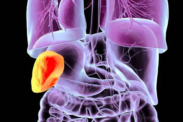 Vurgulanmış dalağı olan insan vücudu anatomisi, 3 boyutlu illüstrasyon. Dalak kanı filtreler, kırmızı kan hücrelerini geri dönüştürür ve bağışıklık fonksiyonlarını destekler..