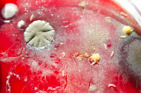 Bakteriler, küf mantarı kolonileri ve larvalar dışarıda yetişen kan koyunlarına bulaşan lekeler, mikrobiyal çeşitlilik gösteren fotoğraflar..