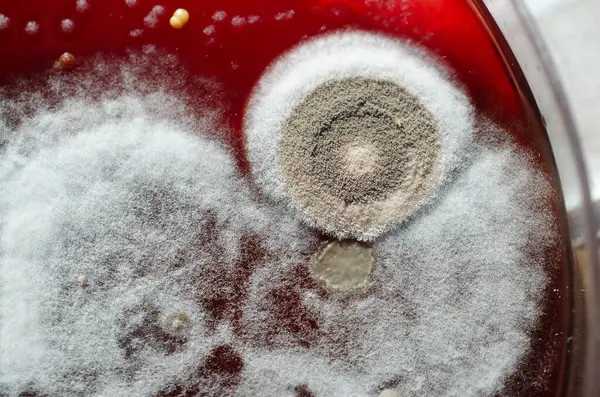 Küf mantarı kolonileri, kapalı alandaki havadan yetiştirilmiş kan koyunları üzerinde büyümüş, mikrobik çeşitlilik ve hava kirliliği gösteren fotoğraflar sergiliyor..