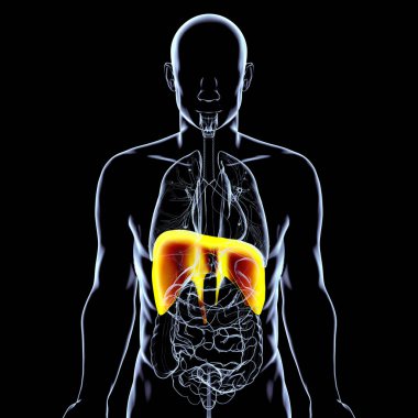 Altı çizili diyaframı olan insan vücudu anatomisi, 3 boyutlu illüstrasyon. Diyafram birincil solunum kasıdır. Solunum ve akciğer genişlemesi için gereklidir..