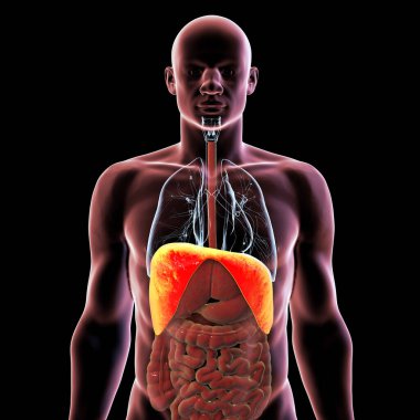 Altı çizili diyaframı olan insan vücudu anatomisi, 3 boyutlu illüstrasyon. Diyafram birincil solunum kasıdır. Solunum ve akciğer genişlemesi için gereklidir..