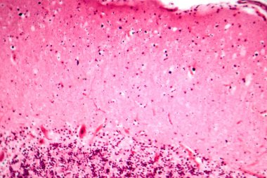 İnsan motor korteksi, fotomikrograf kortikal katmanlarda piramit nöronları gösteriyor gönüllü hareket kontrolü ve motor koordinasyonundan sorumlu..