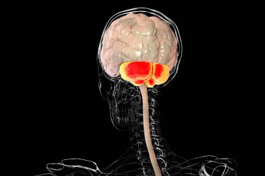 Altı çizili beyinciği olan insan beyni, 3 boyutlu illüstrasyon. Beyincik koordinasyon, denge ve iyi motor kontrolünden sorumludur. Ataksi ve nörodejeneratif bozukluklarda hasar.
