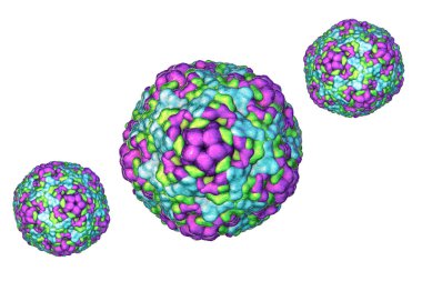Enterovirüsler, küresel, zarfsız RNA virüslerini gösteren 3 boyutlu illüstrasyon. Menenjit, miyokardit, el-ayak-ağız hastalığı gibi hastalıklardan sorumlu..