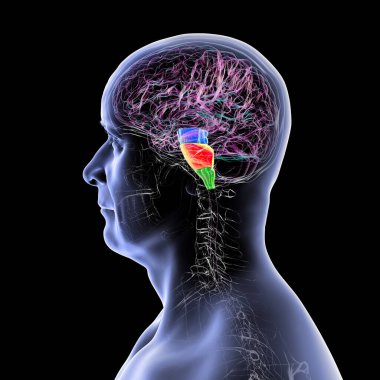 Beyin sapı insan beyninde vurgulandı: mavi ortadaki beyin, turuncu pons, ve yeşil ile medulla oblongata, üç boyutlu illüstrasyon.