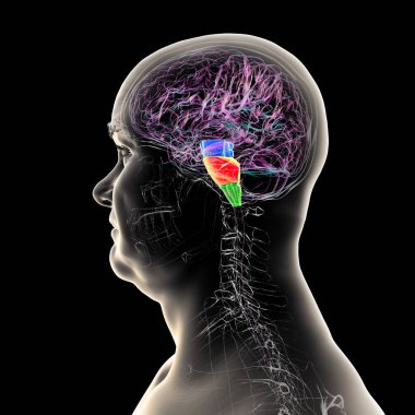 Beyin sapı insan beyninde vurgulandı: mavi ortadaki beyin, turuncu pons, ve yeşil ile medulla oblongata, üç boyutlu illüstrasyon.