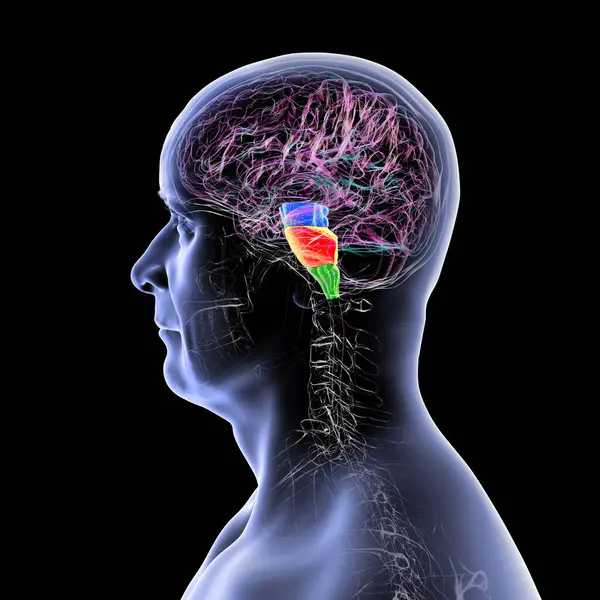Beyin sapı insan beyninde vurgulandı: mavi ortadaki beyin, turuncu pons, ve yeşil ile medulla oblongata, üç boyutlu illüstrasyon.