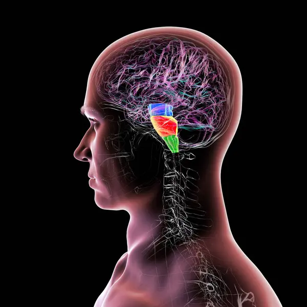 Beyin sapı insan beyninde vurgulandı: mavi ortadaki beyin, turuncu pons, ve yeşil ile medulla oblongata, üç boyutlu illüstrasyon.