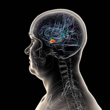 Altı çizili amigdalası olan insan beyni, 3 boyutlu illüstrasyon. Amigdala duygu işleme, korku tepkisi ve hafıza oluşumundan sorumludur.,