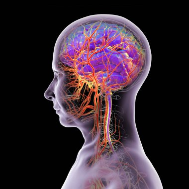 İnsan beynindeki atardamar kan akışı, yan görüş, üç boyutlu illüstrasyon.