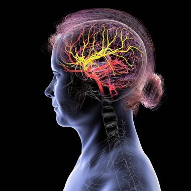 Beynin orta serebral arteri (sarı) vurgulanmış arteriyel kan akışı, ön, şakak ve yan loblara kan sağlanması, beyin fonksiyonları için hayati önem taşımaktadır..