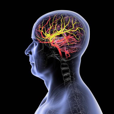 Beynin orta serebral arteri (sarı) vurgulanmış arteriyel kan akışı, ön, şakak ve yan loblara kan sağlanması, beyin fonksiyonları için hayati önem taşımaktadır..