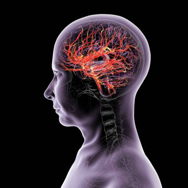 İnsan beynindeki atardamar kan akışı, yan görüş, üç boyutlu illüstrasyon.