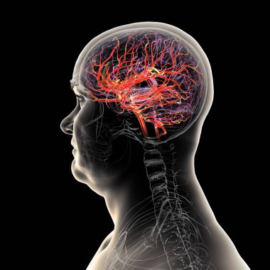 İnsan beynindeki atardamar kan akışı, yan görüş, üç boyutlu illüstrasyon.