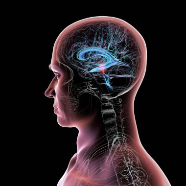 Serebral su kemerli beyin kırmızıyla işaretlenmiş ve ventriküler sistem mavi renkte serebrospinal sıvı akışı gösteriyor..