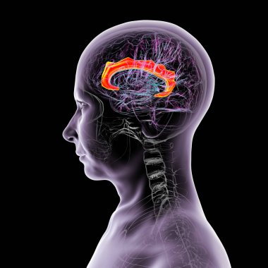 Singulat kıvrımını vurgulayan insan beyni, çeşitli hastalıklarda duygu işleme, karar verme ve bilişsel kontrol için gereklidir, 3D illüstrasyon.