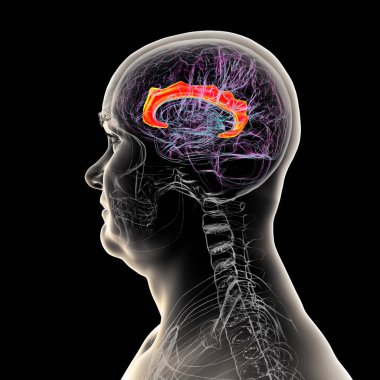 Singulat kıvrımını vurgulayan insan beyni, çeşitli hastalıklarda duygu işleme, karar verme ve bilişsel kontrol için gereklidir, 3D illüstrasyon.