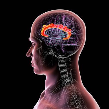 Singulat kıvrımını vurgulayan insan beyni, çeşitli hastalıklarda duygu işleme, karar verme ve bilişsel kontrol için gereklidir, 3D illüstrasyon.